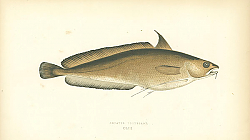 Постер Greater Forkbeard