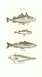 Постер Bib, Poor, Coal Fish, Forked Hake