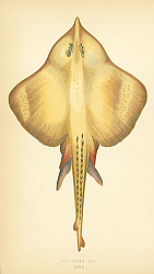 Постер Shagreen Ray