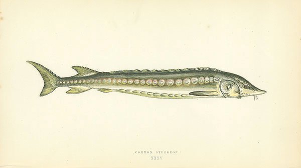 Common Sturgeon
