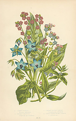 Постер Common Borage, German Madwort, Common Hounds Tongue, Green Leaved Hounds Tongue 1