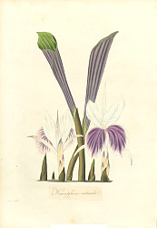 Постер Kaempferria rotunda 1