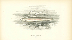 Постер Bearded Ophidium