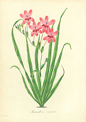 Постер Anomatheca Cruenta