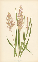 Постер Holcus Lanatus 1