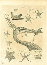 Постер Ardea Herodias, Aseida, Asterias, Astroites Постер Ardea Herodias, Aseida, Asterias, Astroites