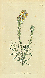 Постер Curtis Ботаника №51