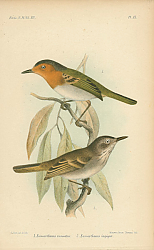 Постер Euscarthmus Russatus. Euscarthmus impiger 1 Постер Euscarthmus Russatus. Euscarthmus impiger 1