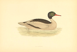 Постер Goodsander 1