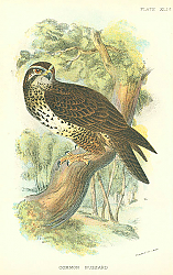 Постер Common Buzzard 7