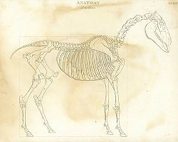 Постер Anatomy of the Horse