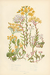 Постер Thick Leaved Stonecrop, English s., White s., Hairy s., Biting Stonecrop, Tasteless Yellow s., Crook 1