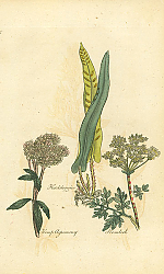 Постер Hartstongue, Hemp Agrimony, Hemlock 1 Постер Hartstongue, Hemp Agrimony, Hemlock 1