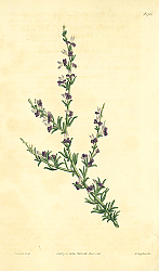 Постер Curtis Ботаника №48