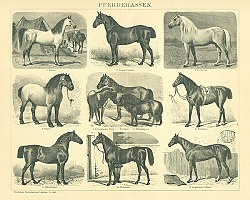 Постер Pferderassen