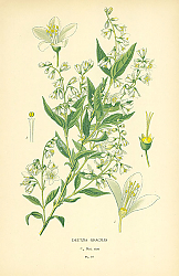 Постер Deutzia Gracilis 1