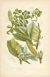 Постер Smooth Leaved Alpine, Least w., Apple Leaved w., Wolly Broad Leaved w. 1