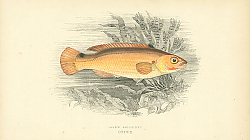 Постер Jago's Goldsinny