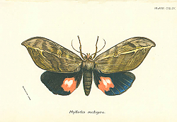 Постер Phyllodes maligera