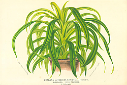 Постер Dracaena Lutescens Striata 3