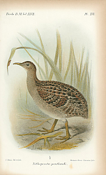 Постер Nothoprocta Entlandi 1