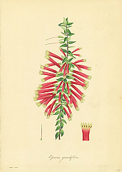 Постер Epacris Grandiflora