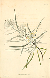 Постер Grevillea Lineartis Alba 1