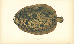 Постер Muller's Topknot