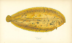 Постер Lemon Sole