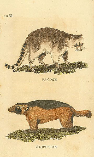 Racoon, Glutton