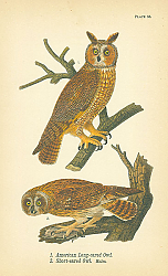 Постер American Long-eared Owl, Short-eared Owl. Males Постер American Long-eared Owl, Short-eared Owl. Males