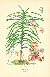 Постер Vanda Tricolor 1