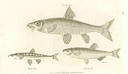 Постер Barbel, Minow, Bleak 1