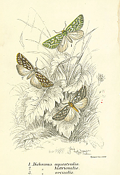 Постер Dichroma equestralis, Dichroma histrionalis, Dichroma arcualis Постер Dichroma equestralis, Dichroma histrionalis, Dichroma arcualis