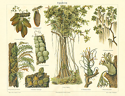 Постер Epiphyten