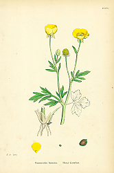Постер Ranunculus Hirsutus. Hairy Crowfoot. Постер Ranunculus Hirsutus. Hairy Crowfoot.