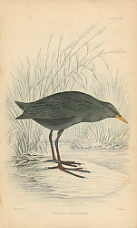 Постер Yellow-billed Waterhen 1