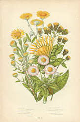 Постер Elecampane, Ploughmans Spikemards, Golden Samphire, Common Flea Bane, Smallflea Bane, Common Daisy 1