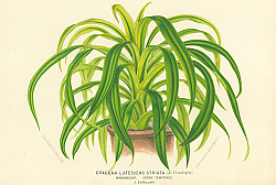 Постер Dracaena Lutescens Striata 2