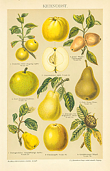 Постер Kernobst 3