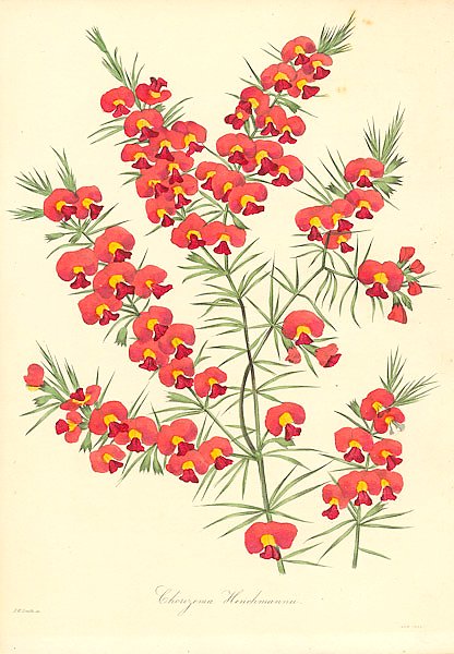 Chorizema Hebchmannii 1