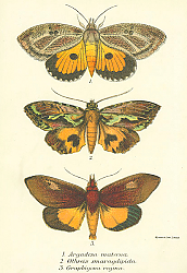 Постер Argadesa materna, Othreis smaragdipicta, Graphigona regina Постер Argadesa materna, Othreis smaragdipicta, Graphigona regina