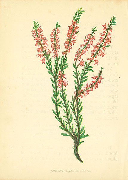 Common Ling or Heath 1