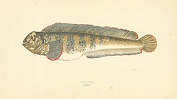 Постер Wolf-fish