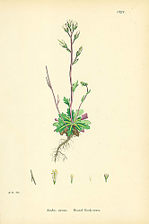 Постер Arabis Stricta. Bristol Rock-cress. Постер Arabis Stricta. Bristol Rock-cress.