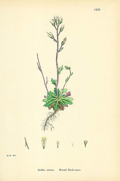 Arabis Stricta. Bristol Rock-cress.