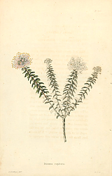 Постер Diosma Capitata 1
