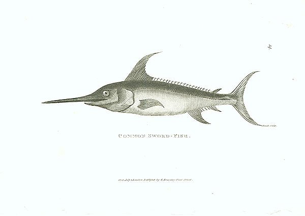 Common Sword-fish