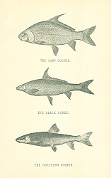Постер The Carp Sucker, The Black Horse, The Northern Sucker 2