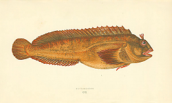 Постер Gattorugine